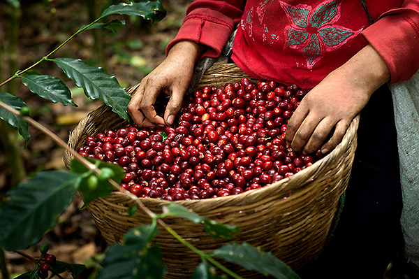Кофе в зернах CUATTRO Перу купить с доставкой по России