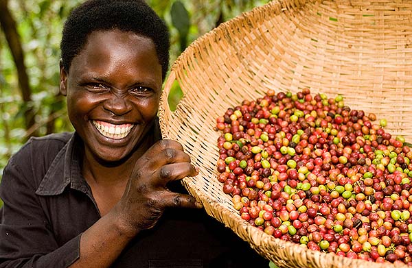 Кофе в зернах CUATTRO Уганда Другар цена в Питере