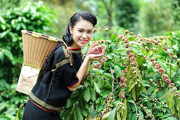 Кофе в зернах CUATTRO Vietnam Robusta Dambri Falls (Дамбри Фоллз) купить в магазине в Спб